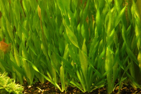 Valisnéria Spiralis